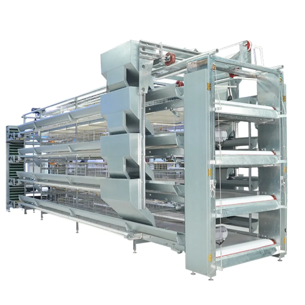 Full automatic H type layer cage system with feeding egg collection manure removal
